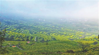 浙江上虞为什么油菜花多 上虞油菜花梯田景区