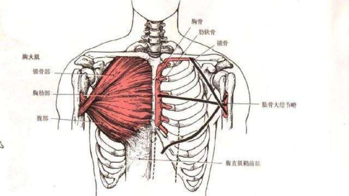 两胸之间怎么练 两胸之间的位置是什么位置