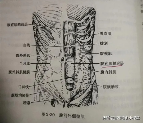 腹内斜肌怎么记 腹内斜肌在哪个位置