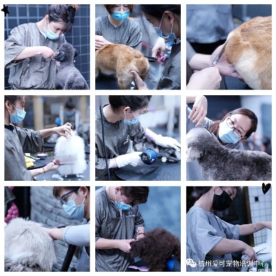 宠物烘焙杭州哪里好点的 杭州有没有宠物美容培训学校