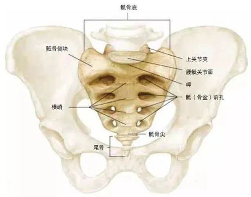 为什么有的人没有尾骨 为什么有的人没有尾巴骨