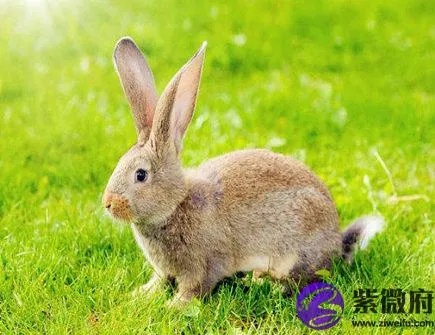 12生肖兔简介 十二生肖兔的介绍