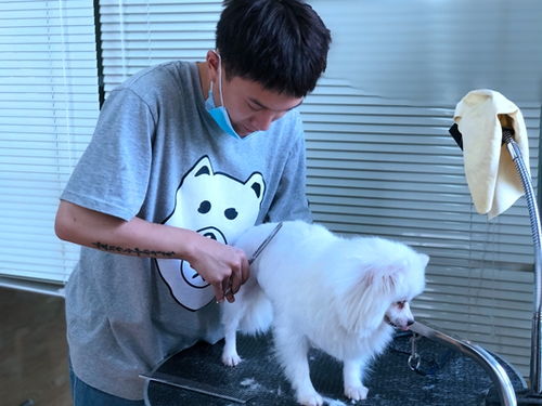 杭州哪里可以学宠物烘焙 杭州宠物美容培训学校哪个好