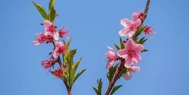 12生肖桃花图片 十二生肖桃花运图片