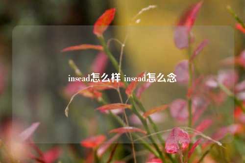 insead怎么样 insead怎么念