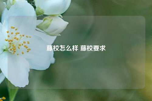 藤校怎么样 藤校要求