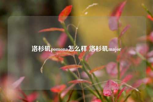 洛杉矶pomona怎么样 洛杉矶major